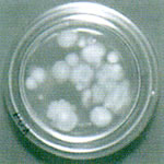 �f�b�L�u���V�Ȃǂ̏]�����@